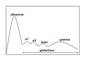 Electrophorese des proteine sérique