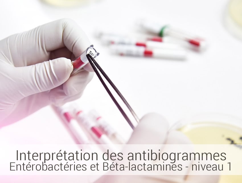 Interprétation-des-antibiogrammes--Entérobactéries-et-Béta-lactamines-NIVEAU-1 interprétation des antibiogrammes