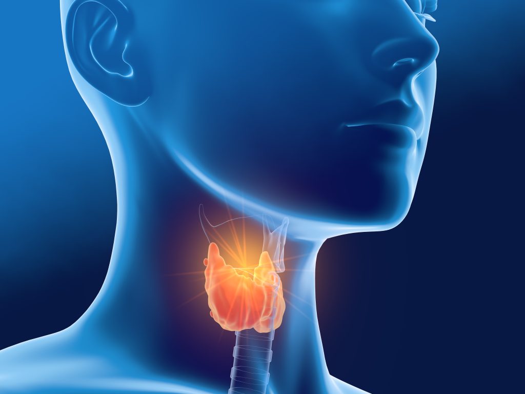 Dysthyroïdies : la HAS publie un socle complet de recommandations